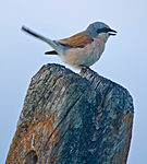 BB 07 0084 / Lanius collurio / Tornskate